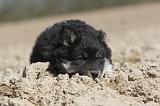 CHIEN FINNOIS DE LAPONIE 028